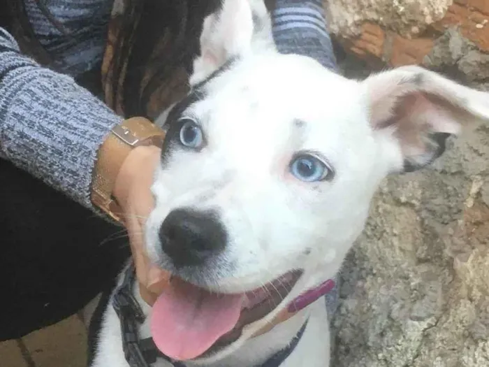 Cachorro ra a SRD-ViraLata idade 2 anos nome Amora