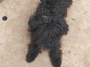 Cachorro raça Pudle/maltes  idade 7 a 11 meses nome Bilu
