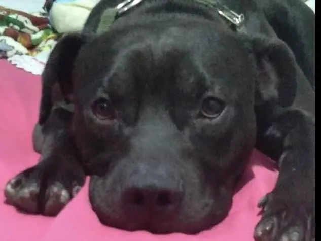 Cachorro ra a Pit-Bull idade 2 anos nome Darck