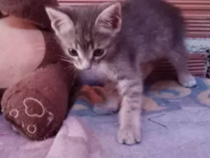 Gato raça Vira lata  idade 2 a 6 meses nome Sem nome