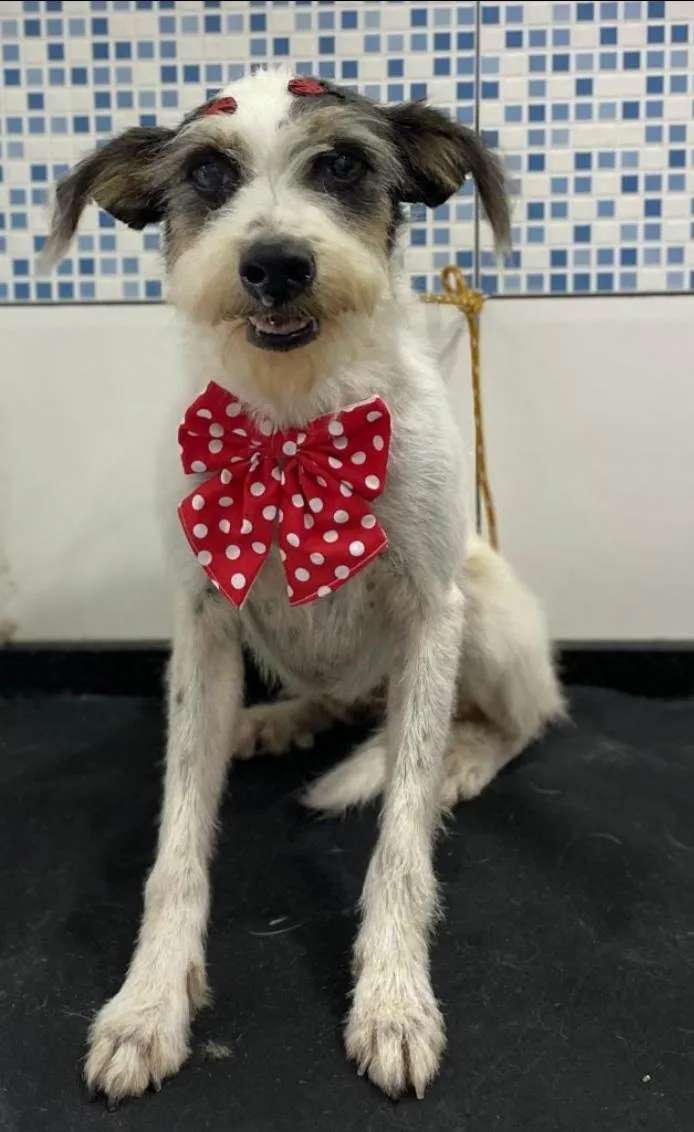 Cachorro raça SRD-ViraLata idade 3 anos nome Vitória 