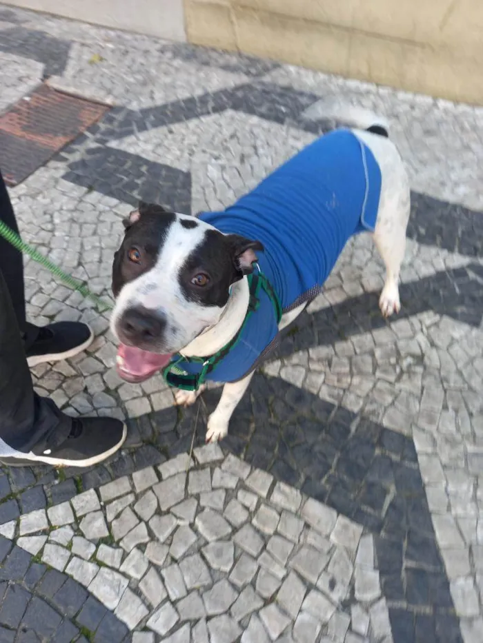 Cachorro ra a PIT BULL idade 1 ano nome PIT