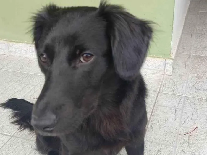 Cachorro raça SRD-ViraLata idade 7 a 11 meses nome Pipoca