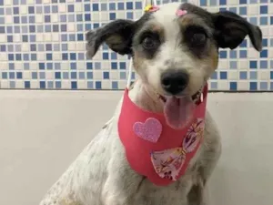 Cachorro raça SRD-ViraLata idade 3 anos nome Vitória 