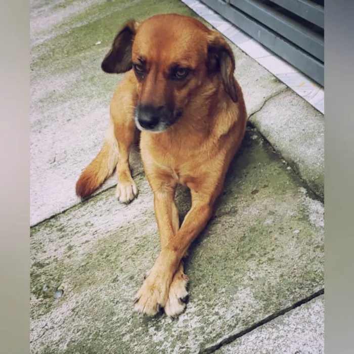 Cachorro raça SRD-ViraLata idade 2 anos nome Leticia 