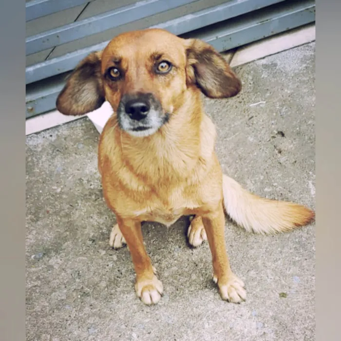 Cachorro raça SRD-ViraLata idade 2 anos nome Leticia 