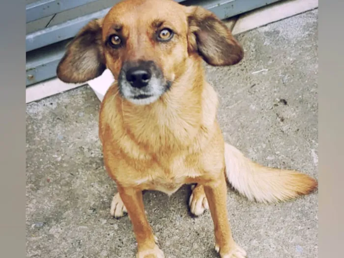 Cachorro raça SRD-ViraLata idade 2 anos nome Leticia 
