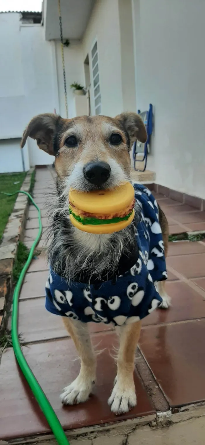 Cachorro ra a SRD-ViraLata idade 6 ou mais anos nome Teófilo 