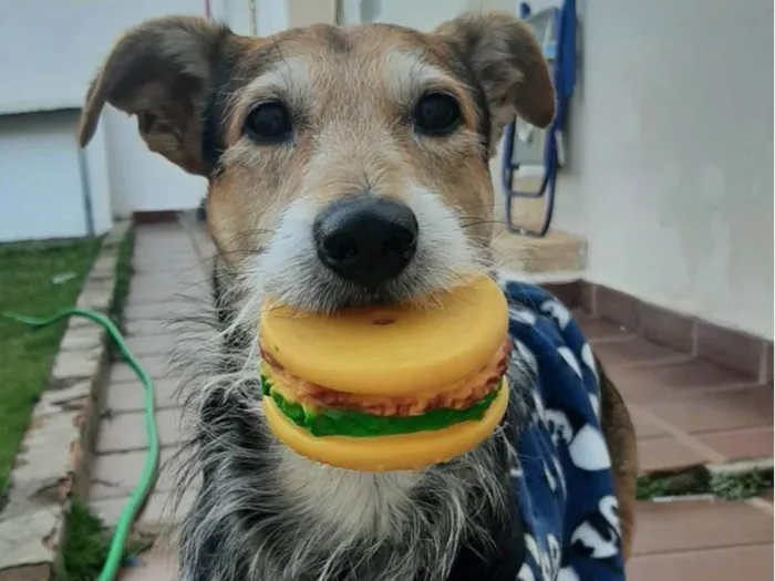 Cachorro ra a SRD-ViraLata idade 6 ou mais anos nome Teófilo 