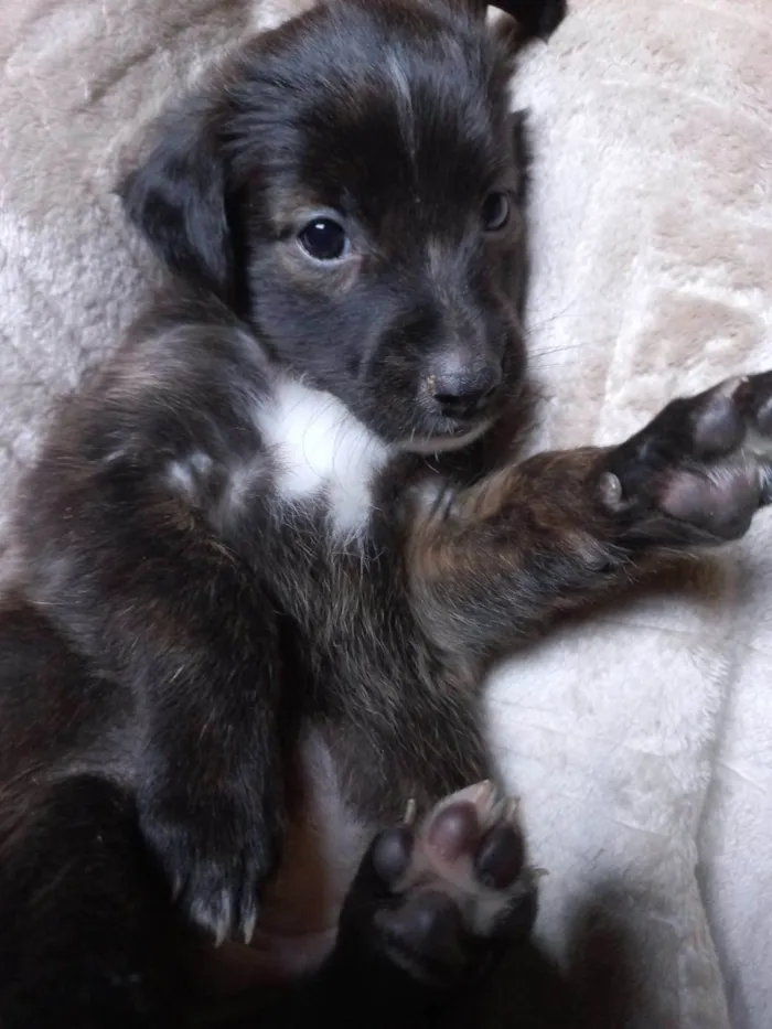 Cachorro ra a SRD-ViraLata idade Abaixo de 2 meses nome MACHO e FÊMEA -  FILHOTE