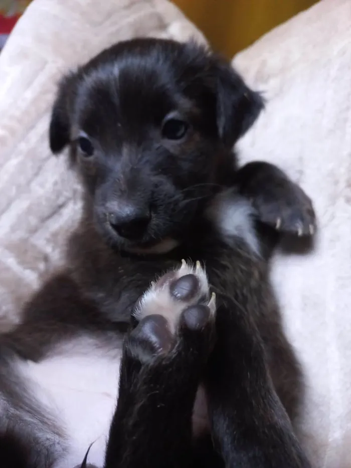 Cachorro ra a SRD-ViraLata idade Abaixo de 2 meses nome MACHO e FÊMEA -  FILHOTE