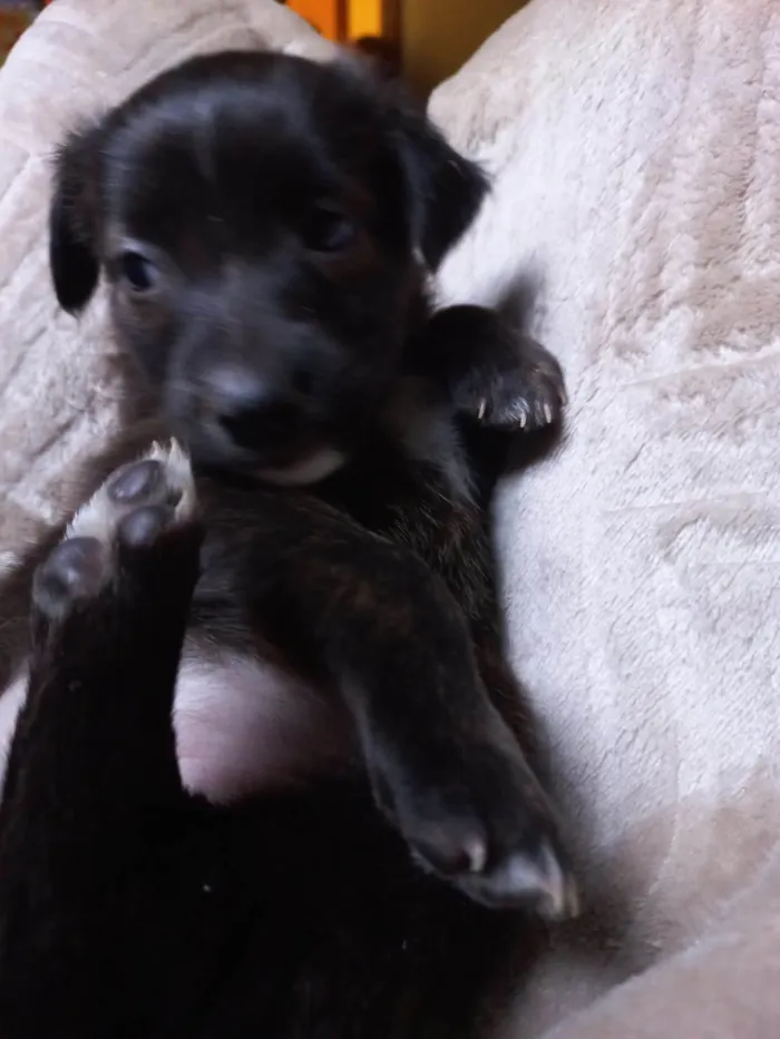 Cachorro ra a SRD-ViraLata idade Abaixo de 2 meses nome MACHO e FÊMEA -  FILHOTE