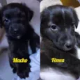 MACHO e FÊMEA -  FILHOTE