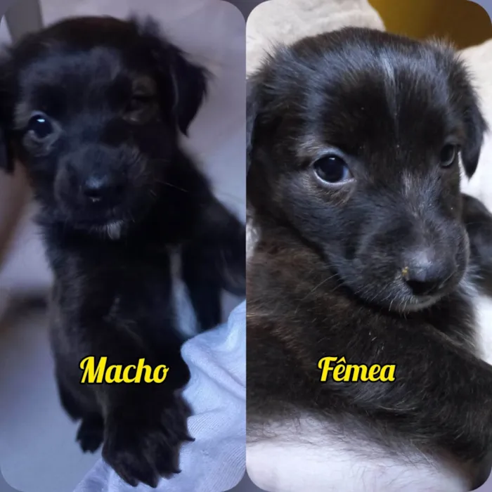 Cachorro ra a SRD-ViraLata idade Abaixo de 2 meses nome MACHO e FÊMEA -  FILHOTE