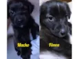 MACHO e FÊMEA -  FILHOTE