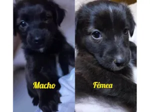 Cachorro raça SRD-ViraLata idade Abaixo de 2 meses nome MACHO e FÊMEA -  FILHOTE