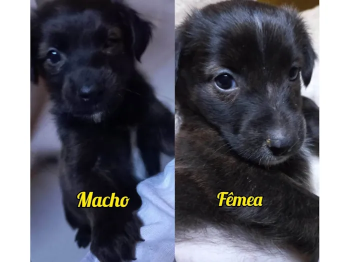 Cachorro ra a SRD-ViraLata idade Abaixo de 2 meses nome MACHO e FÊMEA -  FILHOTE