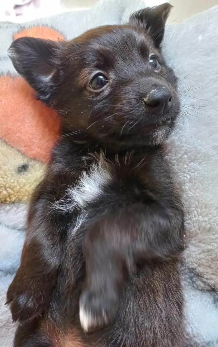 Cachorro ra a SRD-ViraLata idade Abaixo de 2 meses nome MACHO e FÊMEA -  FILHOTE