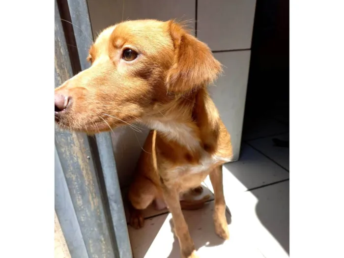 Cachorro ra a SRD-ViraLata idade 1 ano nome PÉROLA