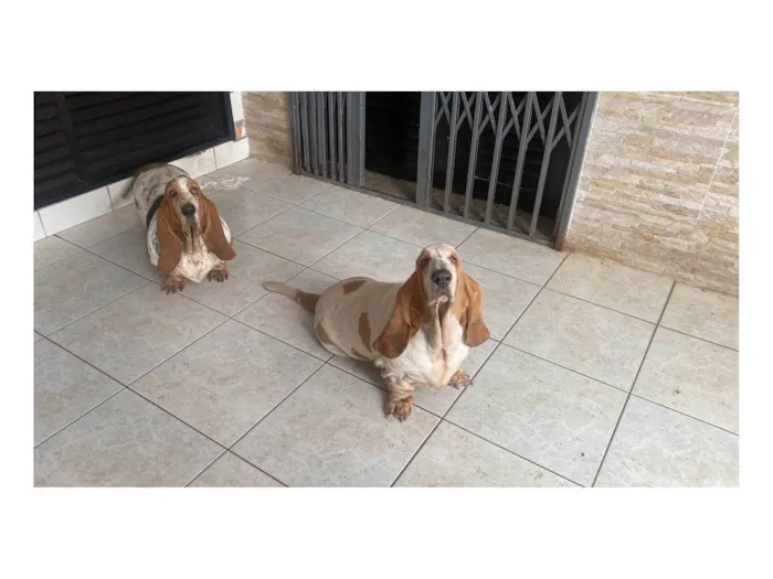 Cachorro ra a Basset Hound idade 5 anos nome Dana