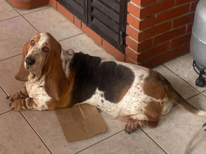 Cachorro ra a Basset Hound idade 5 anos nome Dana