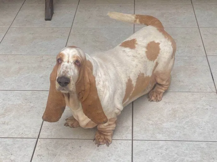 Cachorro ra a Basset Hound idade 5 anos nome Musa