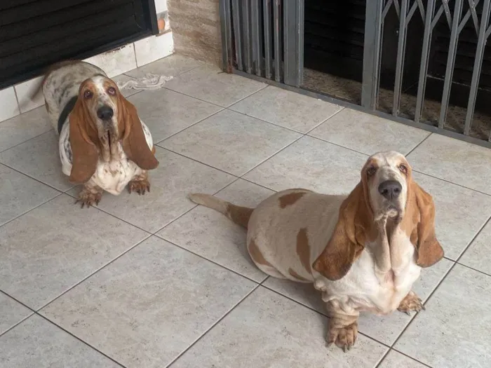 Cachorro ra a Basset Hound idade 5 anos nome Musa