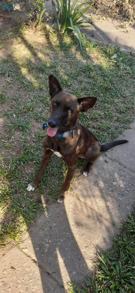 Cachorro ra a SRD-ViraLata idade 4 anos nome Max