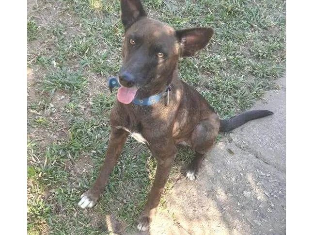 Cachorro ra a SRD-ViraLata idade 4 anos nome Max