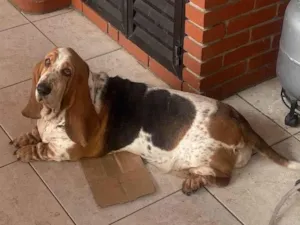 Cachorro raça Basset Hound idade 5 anos nome Dana