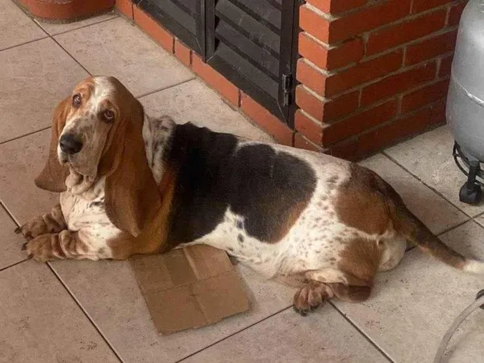 Cachorro ra a Basset Hound idade 5 anos nome Dana