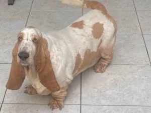 Cachorro raça Basset Hound idade 5 anos nome Musa