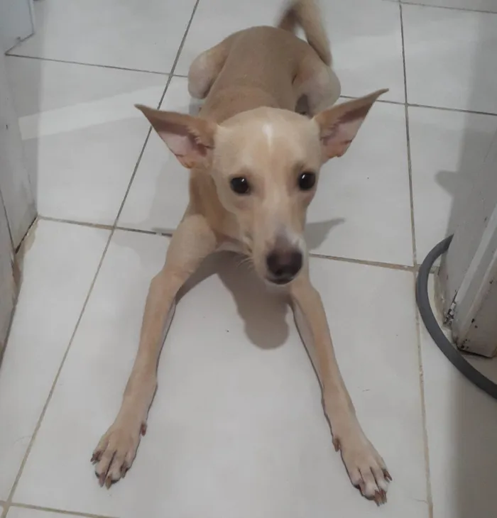 Cachorro ra a SRD-ViraLata idade 1 ano nome Jake