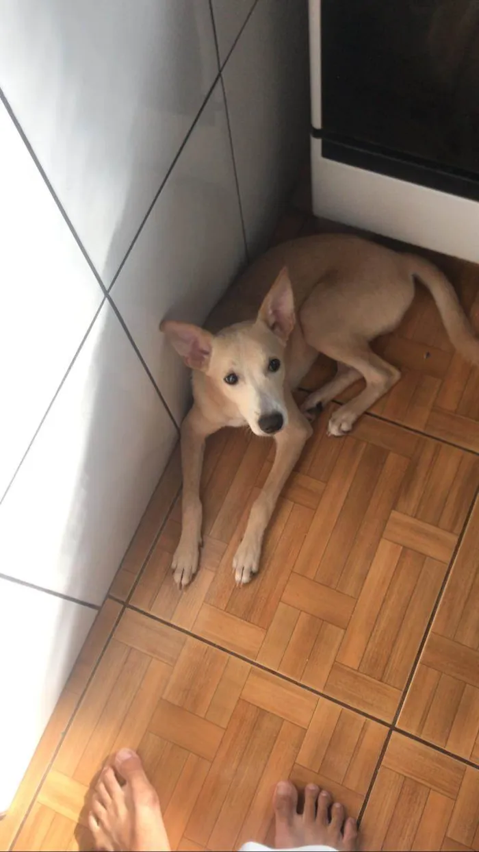 Cachorro ra a SRD-ViraLata idade 1 ano nome Jake