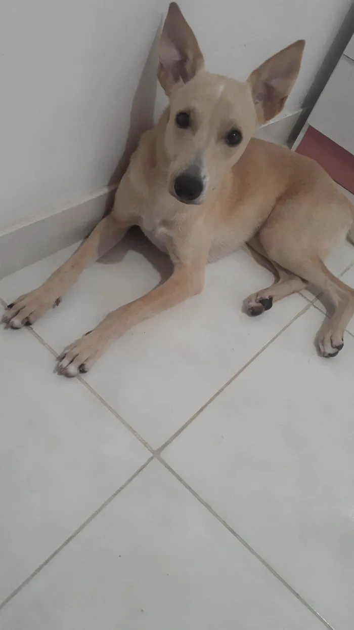 Cachorro ra a SRD-ViraLata idade 1 ano nome Jake