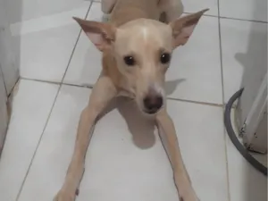 Cachorro raça SRD-ViraLata idade 1 ano nome Jake