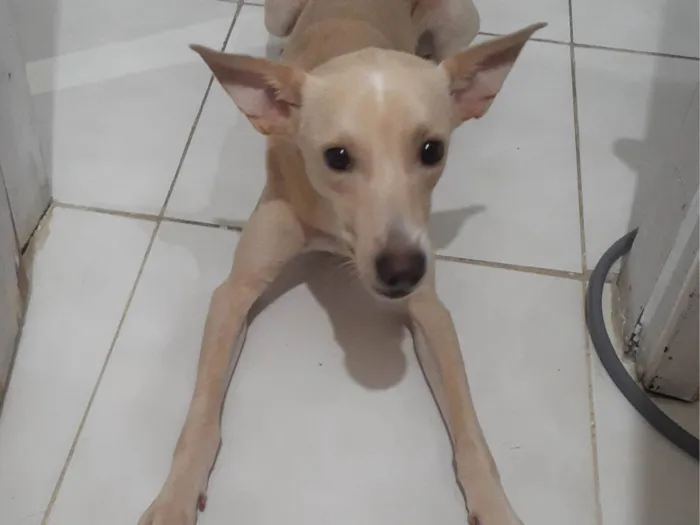 Cachorro ra a SRD-ViraLata idade 1 ano nome Jake