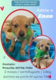 Cachorro raça SRD idade 2 a 6 meses nome Enzo