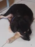 Bibi