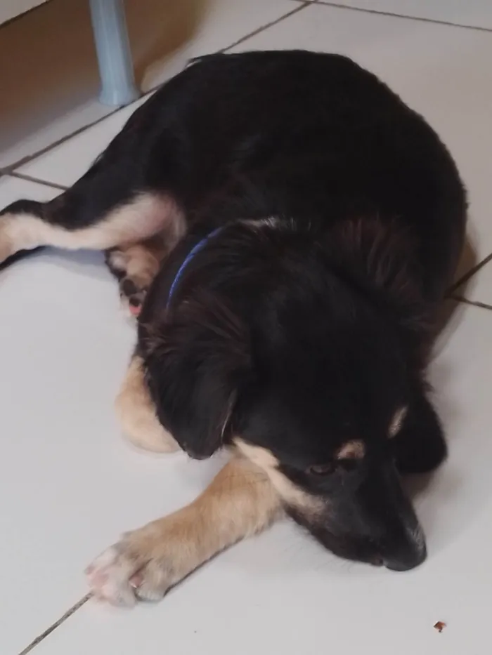 Cachorro ra a Indefinida idade 2 a 6 meses nome Bibi
