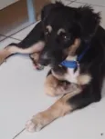 Bibi