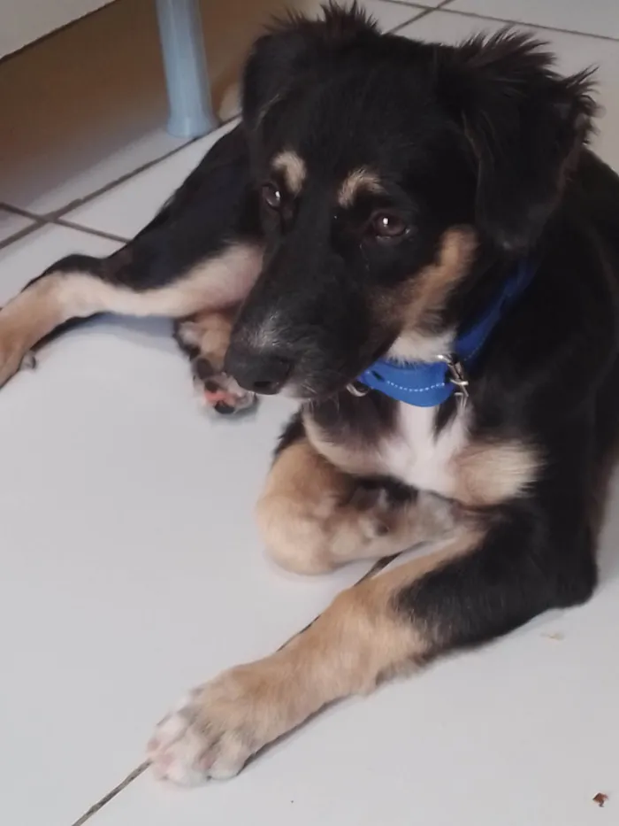 Cachorro ra a Indefinida idade 2 a 6 meses nome Bibi