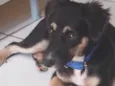 Bibi