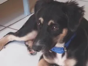 Cachorro raça Indefinida idade 2 a 6 meses nome Bibi