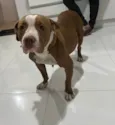Lola