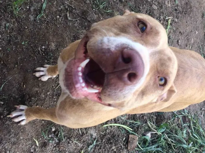 Cachorro ra a Pit-Bull idade 5 anos nome Safira 