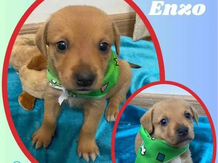 Cachorro raça SRD idade 2 a 6 meses nome Enzo