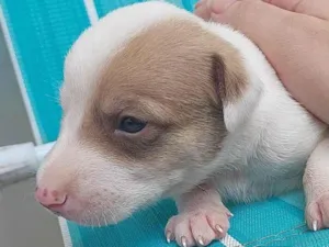 Cachorro raça SRD-ViraLata idade Abaixo de 2 meses nome Kiko