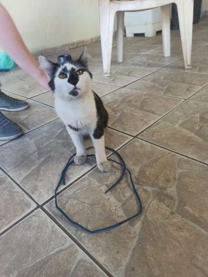 Gato ra a SRD-ViraLata idade 2 a 6 meses nome Frajolinha