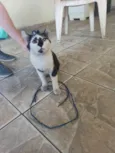 Frajolinha